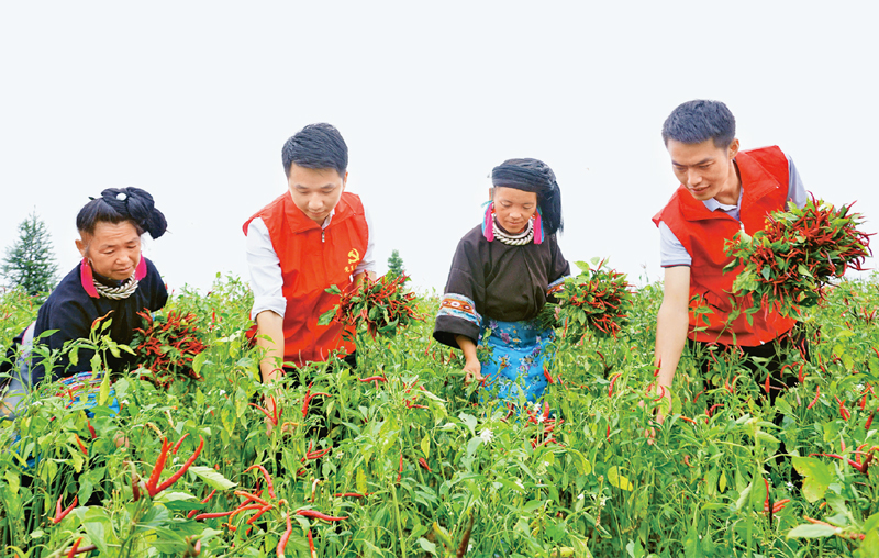  　　貴州省重視年輕干部基層歷練，讓年輕干部在基層墩苗成長(zhǎng)。圖為在新一輪駐村幫扶中，黔東南苗族侗族自治州年輕干部與群眾一同在田間勞動(dòng)，助力鄉(xiāng)村振興。 貴州省委組織部供圖